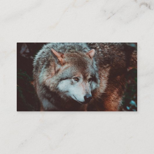 Carte De Visite Grey Wolf looking in the forest (Dos)