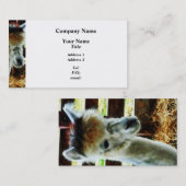 Carte De Visite Gros plan sur l'alpaca (Devant / Derrière)