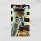 Carte De Visite Gros plan sur l'alpaca (Dos)