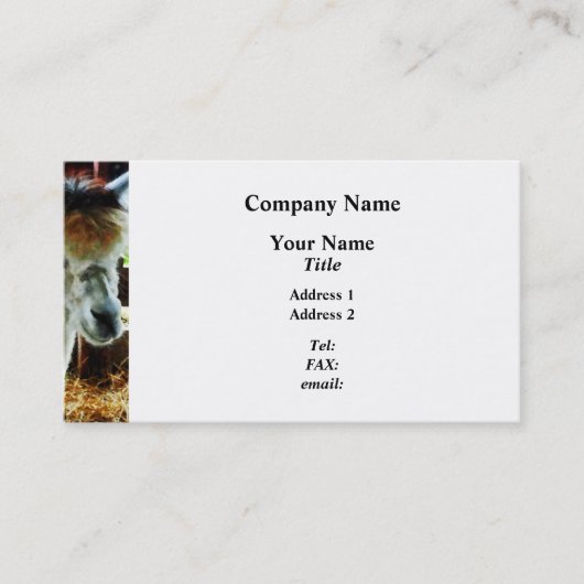 Carte De Visite Gros plan sur l'alpaca (Devant)