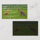 Carte De Visite Grues de Sandhill (Devant / Derrière)
