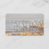 Carte De Visite Grues de Sandhill (Dos)