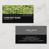 Carte De Visite Halfway V2 015 - Sedum (Automne Joy) (Devant / Derrière)