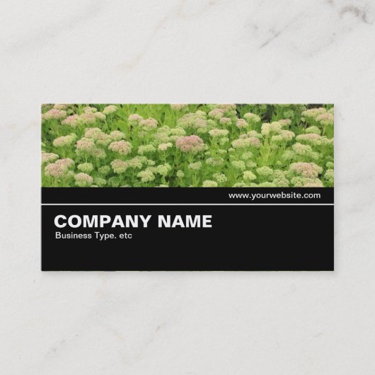 Carte De Visite Halfway V2 015 - Sedum (Automne Joy) (Devant)