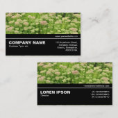 Carte De Visite Halfway V3 09 - Sedum (Automne Joy) (Devant / Derrière)