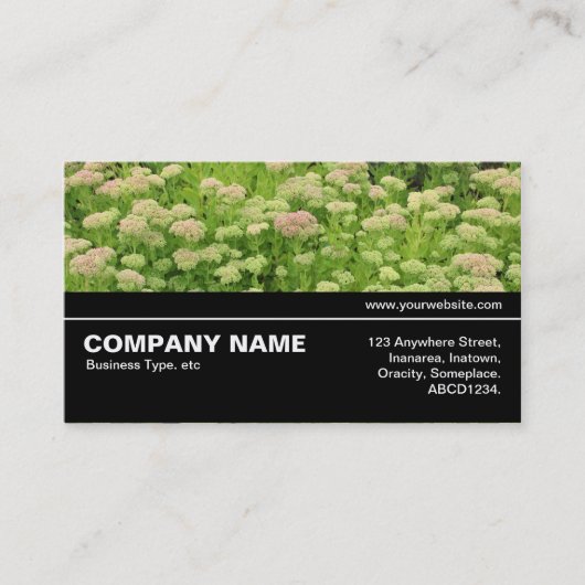 Carte De Visite Halfway V3 09 - Sedum (Automne Joy) (Devant)