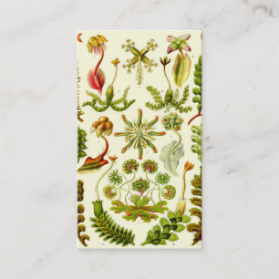 Carte De Visite Hépatiques d'Ernst Haeckel