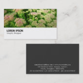 Carte De Visite Hi-Phi - 0244 - Sedum "Autumn Joy" (Devant / Derrière)