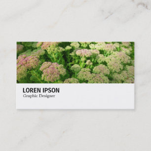 Carte De Visite Hi-Phi - 0244 - Sedum "Autumn Joy"