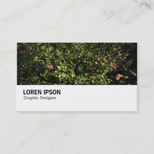 Carte De Visite Hi-Phi - 0286 - Buisson de Camélia (Devant)