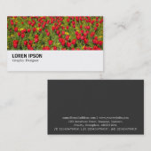 Carte De Visite Hi-Phi - 036 - Tulipes rouges (Devant / Derrière)