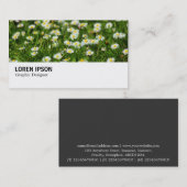 Carte De Visite Hi-Phi - 0388 - Daisy Meadow (Devant / Derrière)