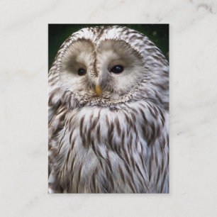 CARTE DE VISITE HIBOU