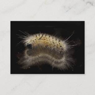 Carte De Visite Hickory Tussock Caterpillar ATC