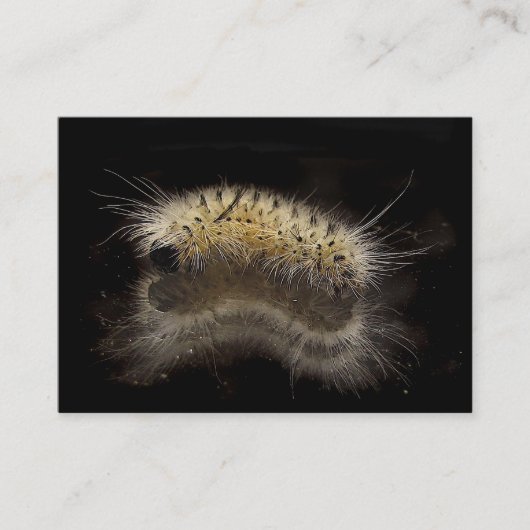 Carte De Visite Hickory Tussock Caterpillar ATC (Devant)