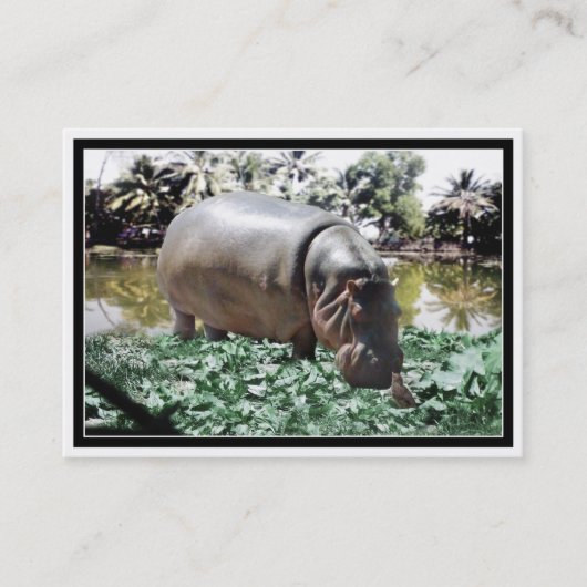 Carte De Visite Hippo & Oiseaux (Devant)
