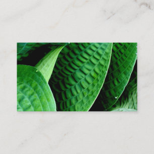 Carte De Visite Hosta Feuilles
