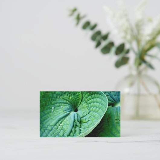 Carte De Visite Hosta Heart (Debout devant)