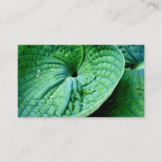 Carte De Visite Hosta Heart (Devant)