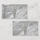 Carte De Visite Ibex sibérien (Devant / Derrière)