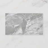 Carte De Visite Ibex sibérien (Dos)