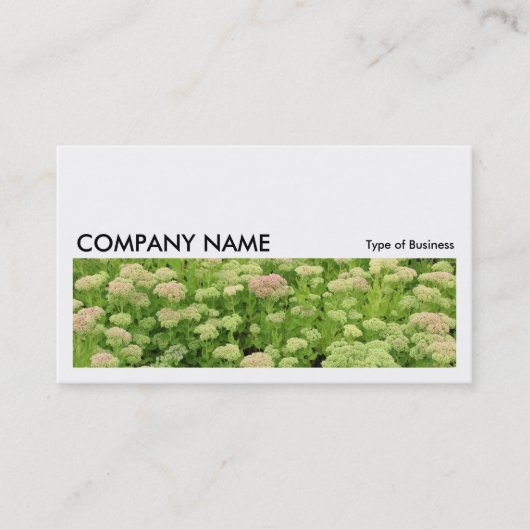 Carte De Visite Image longue 0196 - Sedum (Joie d'automne) (Devant)