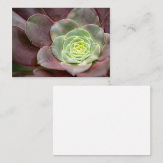 Carte De Visite Impression Cactus | Une Fleur de cactus du désert (Devant / Derrière)