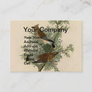 Carte De Visite Impression d'oiseau de John James Audubon Jaseur b