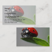 Carte De Visite Insectes de coccinelles (Devant / Derrière)