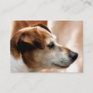 CARTE DE VISITE JACK RUSSELL TERRIER CHIEN