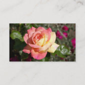 Carte De Visite Jolie fleur de rose rose et jaune (Dos)