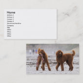 Carte De Visite Jour 2010 #10 de caniche (Devant / Derrière)