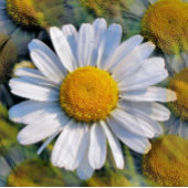 CARTE DE VISITE JOURNÉE FLEUR SAUVAGE