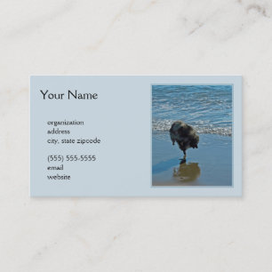 Carte De Visite Keeshond Ballet Photographie - Joli chien d'origin