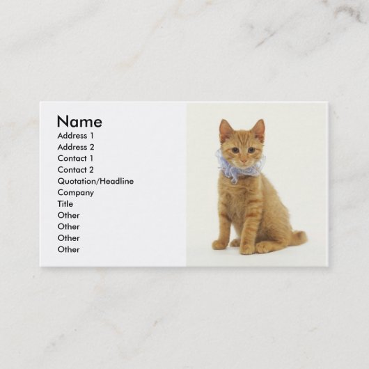 Carte De Visite Kitten (Devant)