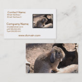 Carte De Visite Lapin mignon (Devant / Derrière)