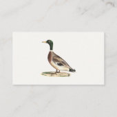 Carte De Visite Le canard colvert ou sauvage (Anas platyrhynchos) (Dos)