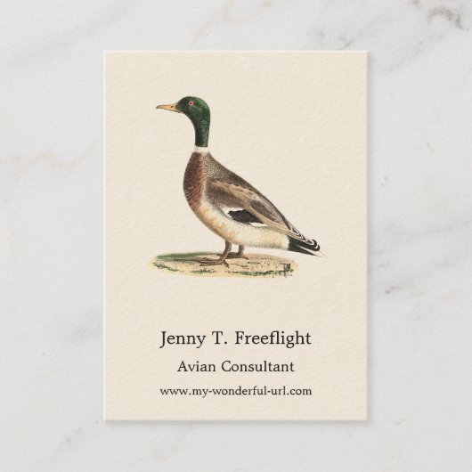 Carte De Visite Le canard colvert ou sauvage (Anas platyrhynchos) (Devant)