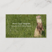 Carte De Visite Le ciel est en haut des furets (Devant)