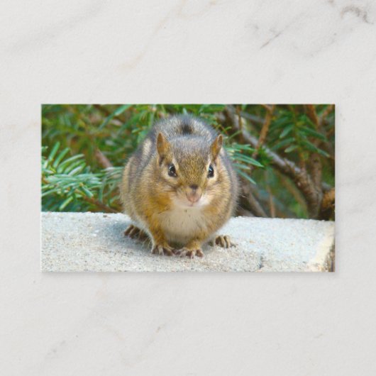 Carte De Visite Le Cute Chipmunk A L'Oeil Sur Vous (Devant)