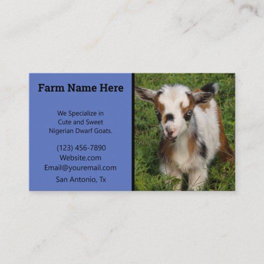 Carte De Visite Le goélette nain nigérian aux yeux bleus (Devant)