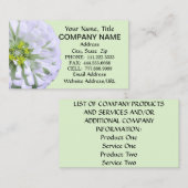Carte de visite - Lemony White Zinnia (Devant / Derrière)