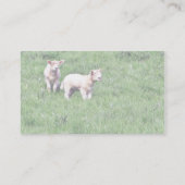 Carte De Visite Les agneaux Les moutons (Dos)