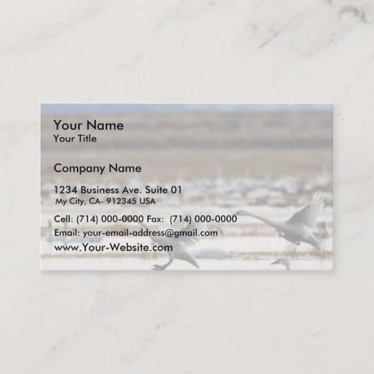 Carte De Visite Les cygnes à Klamath (Devant)