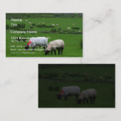 Carte De Visite Les moutons s'approchent de Deerpark Irlande (Devant / Derrière)