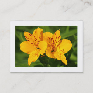 Carte De Visite Lilies péruviennes (frontière)