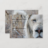 Carte De Visite Lion blanc d'Afrique du Sud reposant (Devant / Derrière)