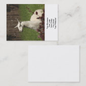 Carte De Visite Llama blanche (Devant / Derrière)