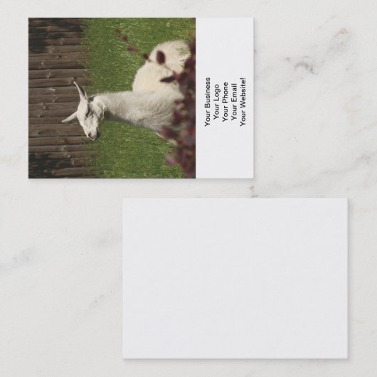Carte De Visite Llama blanche (Devant / Derrière)