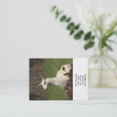 Carte De Visite Llama blanche (Debout devant)